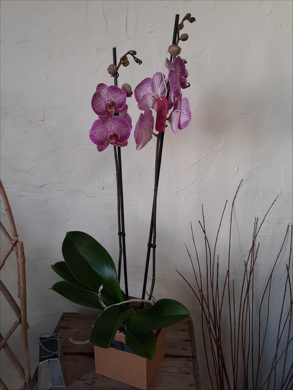 LES SENTEURS DE L'ARCADE - Orchidées